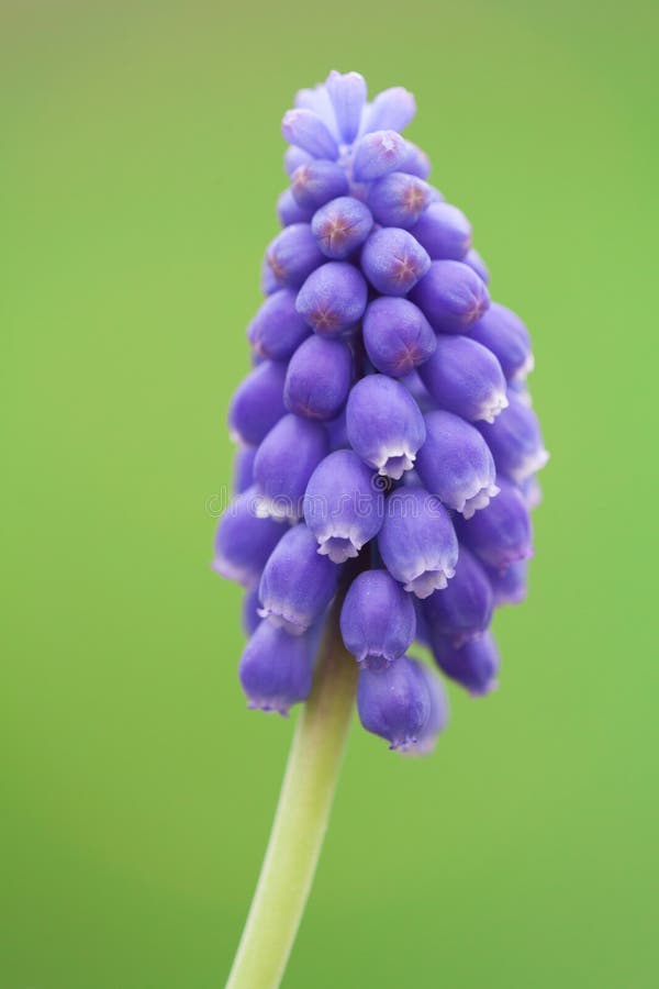 Fin de fleur de Bluebell vers le haut image libre de droits Fin de fleur de Bluebell vers le haut image libre de droits