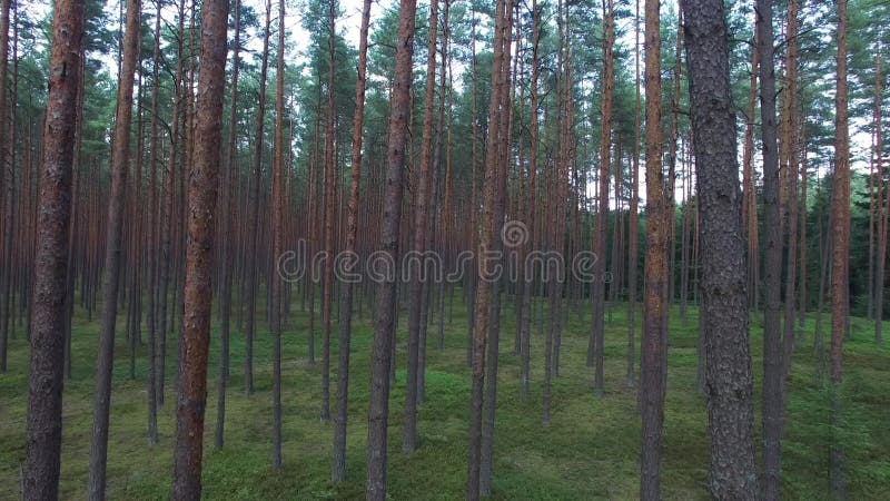 Fin de forêt de pin, vue aérienne