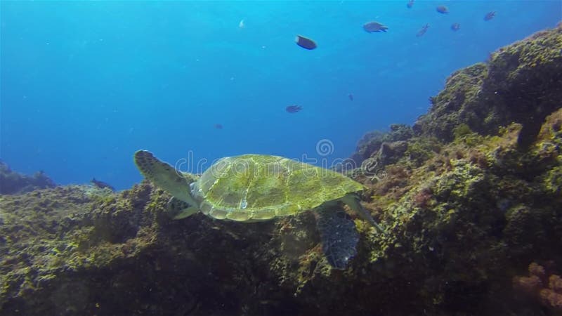 Fin de green turtle natation Tortue de mer aquatique mignonne Calme gracieux Marine Life banque de vidéos
