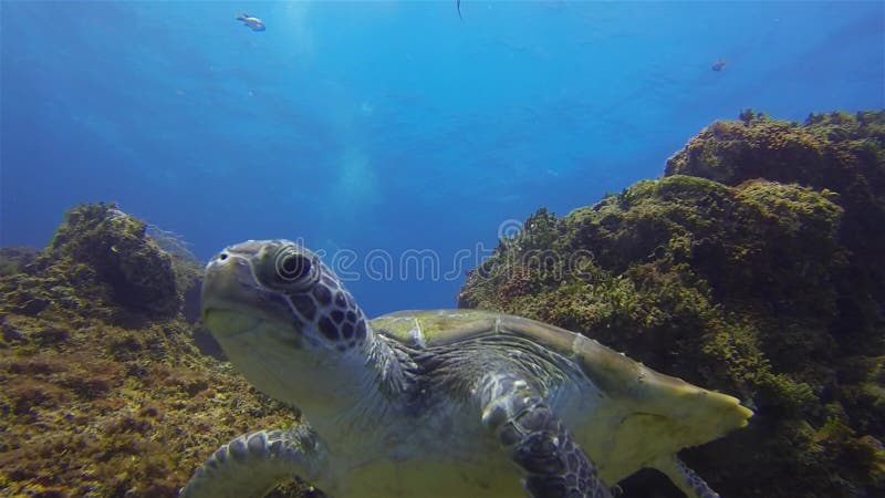 Fin de green turtle natation Tortue de mer aquatique mignonne La vie Marine gracieuse calme clips vidéos