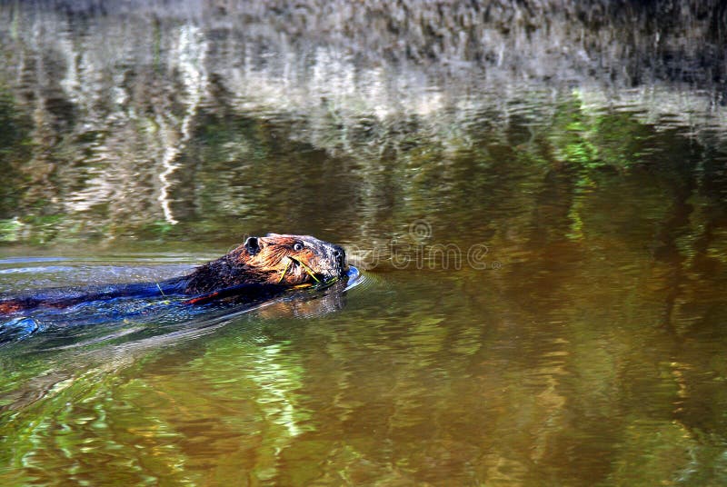 Fin de l'Alaska d'une natation de castor avec un membre dans sa bouche photos stock Fin de l'Alaska d'une natation de castor avec un membre dans sa bouche photos stock