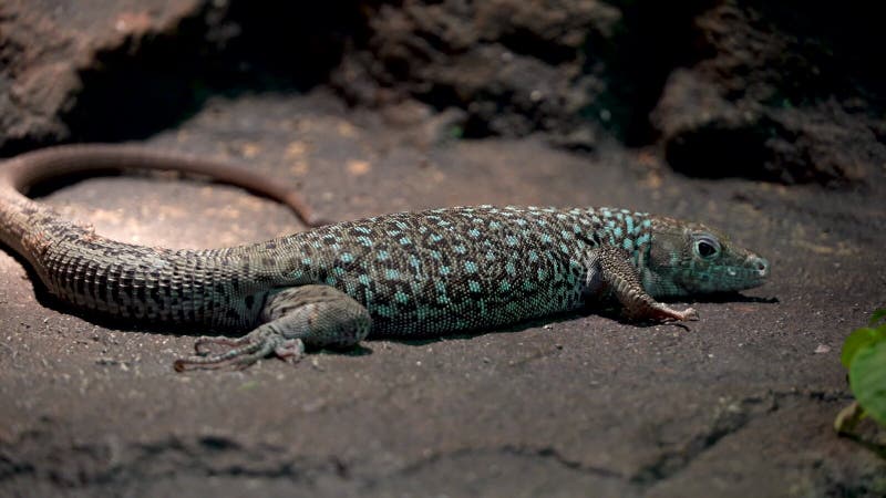 Fin de lézard de jayakars vers le haut de l'jayakari omanosaura ou de lézard omanais de jayakars un lézard vert du Moyen-Orient as banque de vidéos