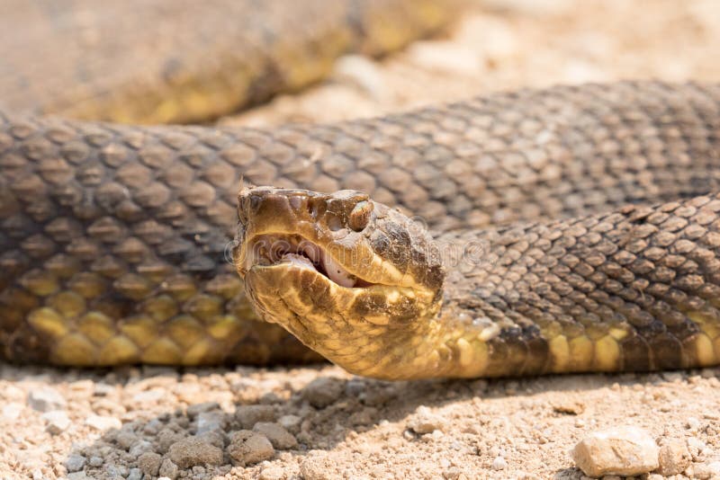 mocassin ouverte femme