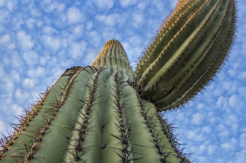 Fin de montée de cactus de Saguaro de l'Arizona photos libres de droits Fin de montée de cactus de Saguaro de l'Arizona photos libres de droits