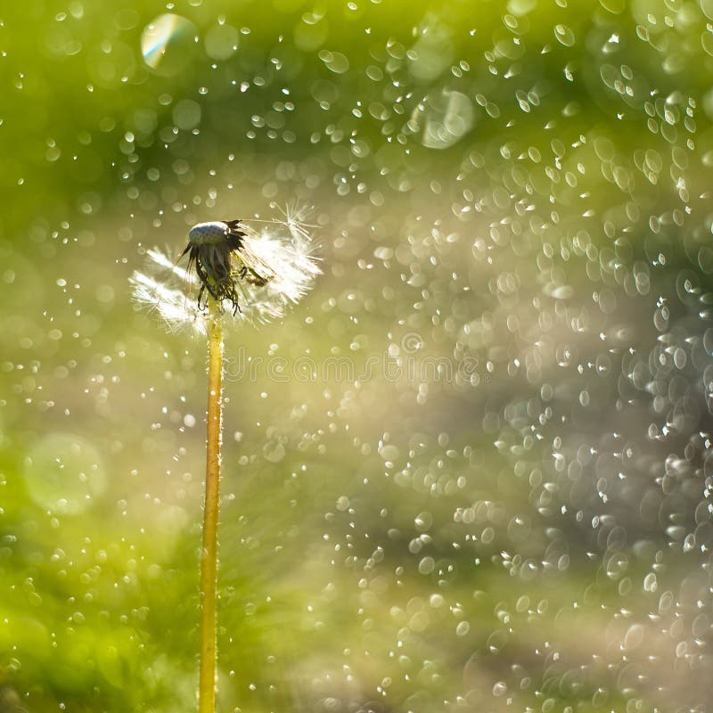 Fin de pissenlit avec des baisses de l'eau Fond abstrait de vert de nature beau images libres de droits Fin de pissenlit avec des baisses de l'eau Fond abstrait de vert de nature beau images libres de droits