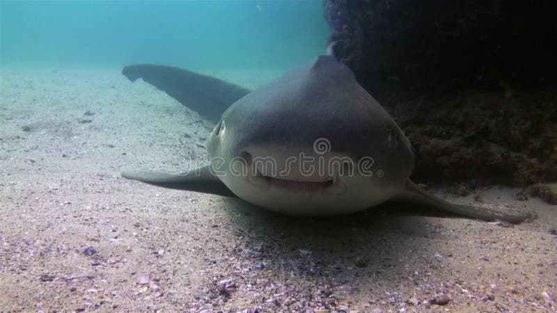 Fin de requin léopard ou requin zèbre Requin de tapis mignon heureux et souriant banque de vidéos