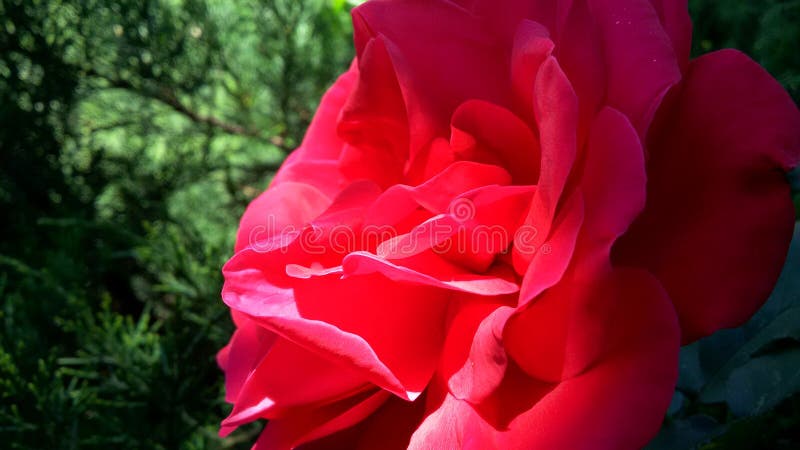 Fin de rose de rouge sur un fond vert photos libres de droits Fin de rose de rouge sur un fond vert photos libres de droits