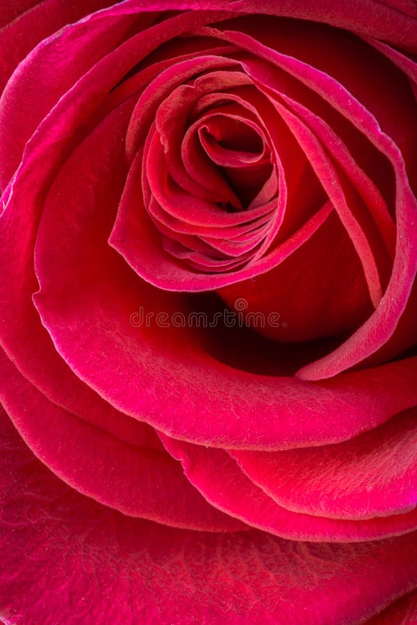 Fin de rose de rouge vers le haut photographie stock libre de droits Fin de rose de rouge vers le haut photographie stock libre de droits