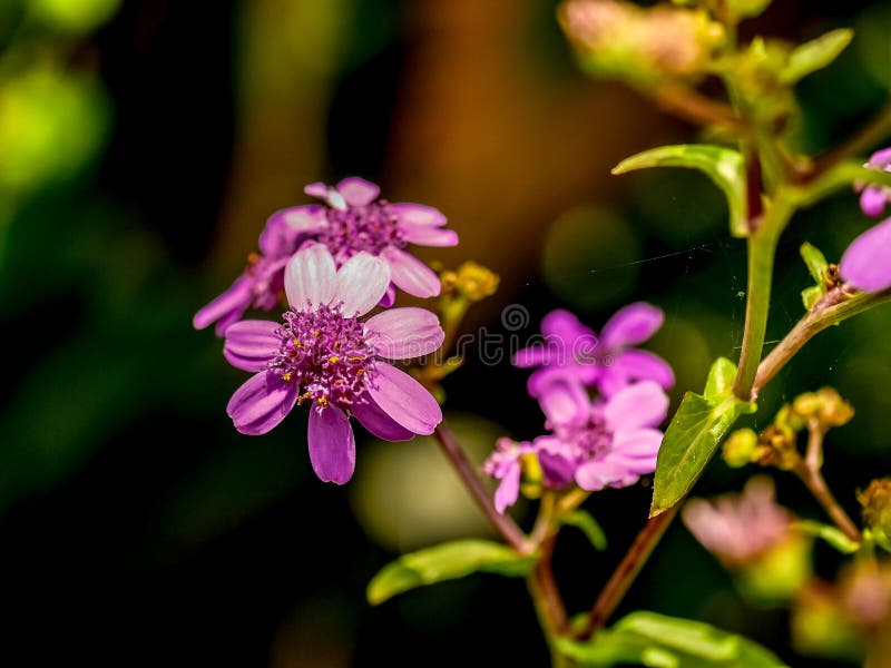 Fin de stupéfaction des cinerarias roses image libre de droits