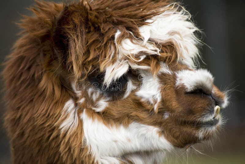 Fin de visage d'alpaga de lama de calicot vers le haut images libres de droits Fin de visage d'alpaga de lama de calicot vers le haut images libres de droits