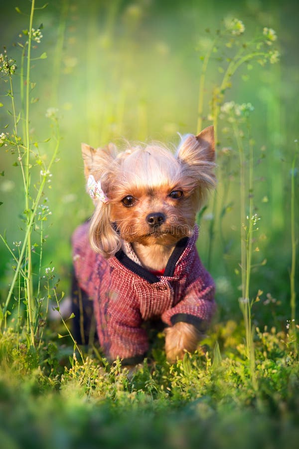 Fin de Yorkshire Terrier vers le haut de portrait photos libres de droits Fin de Yorkshire Terrier vers le haut de portrait photos libres de droits