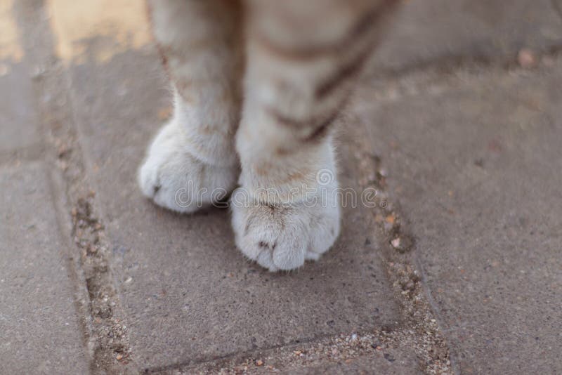 Mignonne Chatte Moelleuse Profitant Du Flux D'air D'un Ventilateur  électrique Portatif Sur Le Rebord De La Fenêtre Par Une Chaude Image stock  - Image du refroidissement, chauffer: 232378591