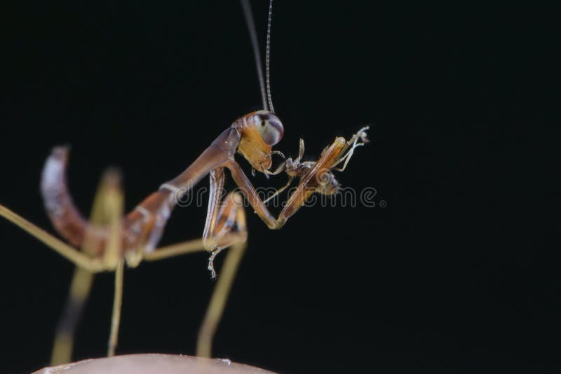 Fin extrême d'insecte de consommation de mante de Mantodea images libres de droits Fin extrême d'insecte de consommation de mante de Mantodea images libres de droits
