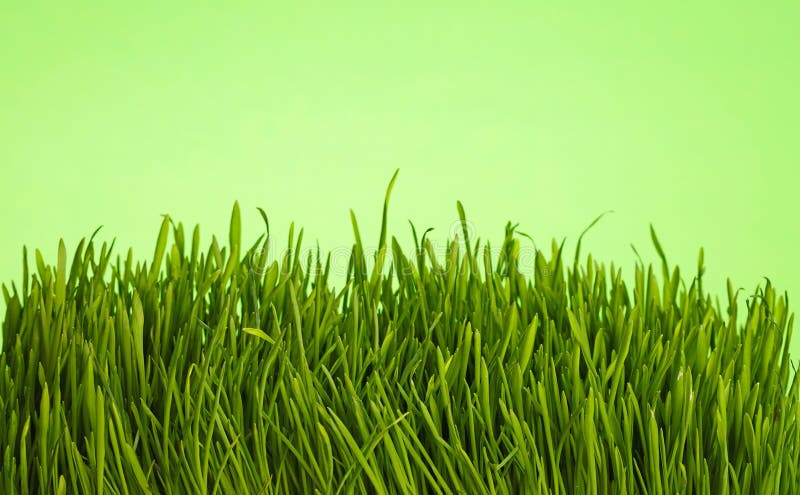 Fin fraîche d'herbe de ressort vers le haut d'angle faible au-dessus de vert image libre de droits Fin fraîche d'herbe de ressort vers le haut d'angle faible au-dessus de vert image libre de droits