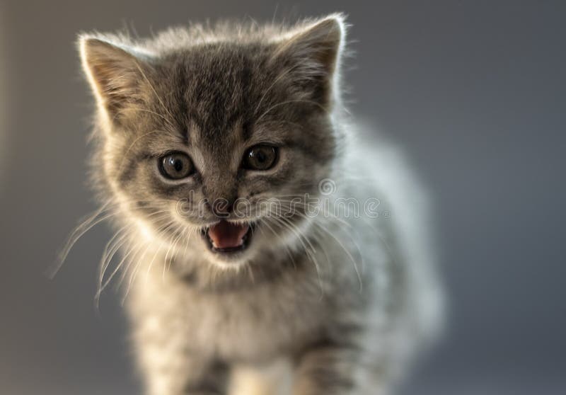 Fin grise mignonne de chaton vers le haut de photo avec émotion photos stock Fin grise mignonne de chaton vers le haut de photo avec émotion photos stock