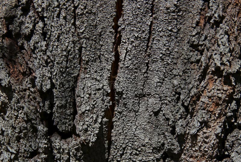 Fin générique et détaillée d'écorce d'arbre criquée images stock Fin générique et détaillée d'écorce d'arbre criquée images stock