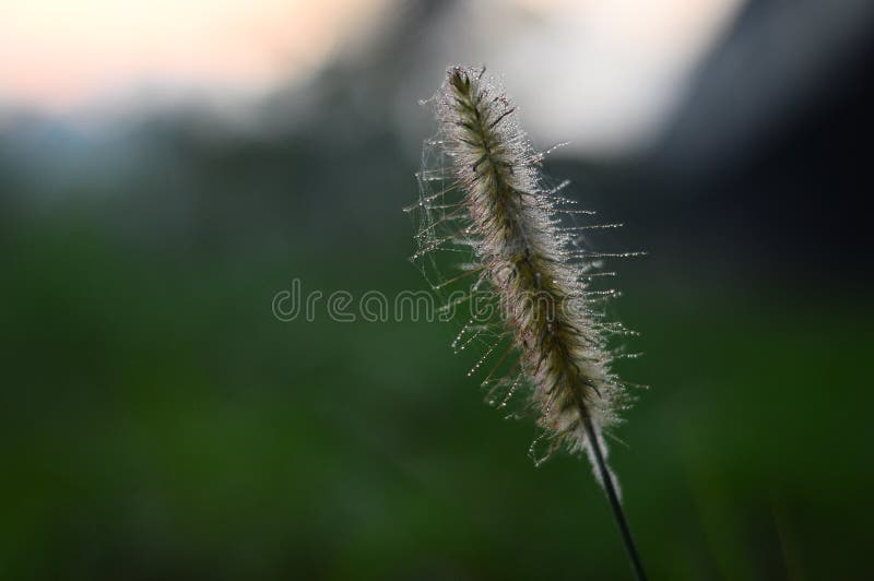 Fin impressionnante des bladygrass pendant le matin connu sous le nom de cylindrica d'Imperata photo stock