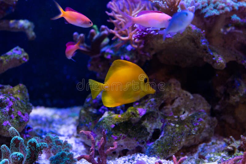 Fin jaune de saveur image libre de droits Fin jaune de saveur image libre de droits