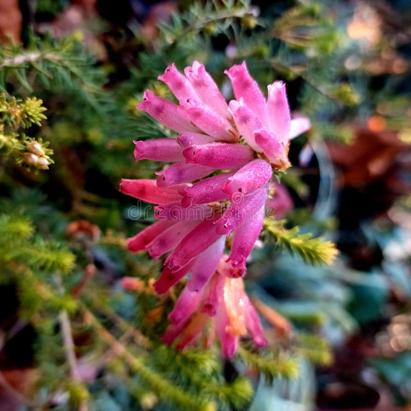 Fin kvävning från erica blomningsgrenen ericaceae royaltyfri bild