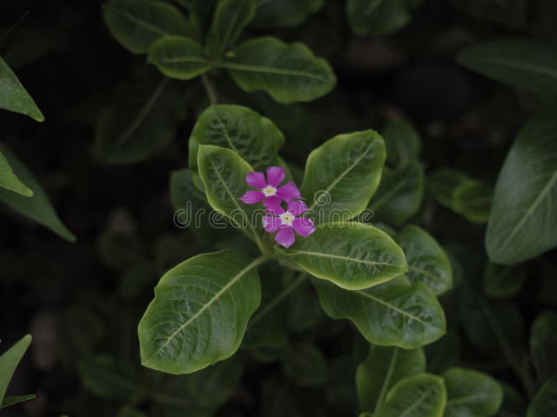 Fin madascar Periwinkle blomma på mörkt humör royaltyfria bilder