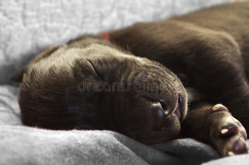 Fin nouveau-née de chiot images stock Fin nouveau-née de chiot images stock
