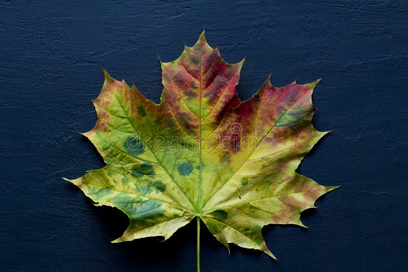 Fin orange vert jaune de lumière rouge maple leaf vers le haut des mensonges sur le fond concret moderne noir foncé, style moderne, carte d'automne, concept, septembre, octobre L'espace de copie du texte Vue de dessus Feuille d'érable