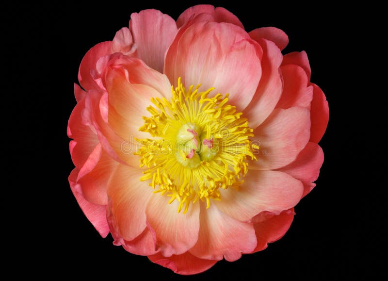 512 Photos de Fleur Rose Avec Le Jaune Le Milieu - Photos de stock  gratuites et libres de droits de Dreamstime