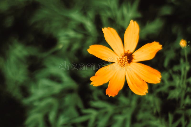 Fin vers le haut d'aster mexicain de fleurs de bateau d'étoile avec la lumière du soleil de matin en papier peint naturel de jard images stock Fin vers le haut d'aster mexicain de fleurs de bateau d'étoile avec la lumière du soleil de matin en papier peint naturel de jard images stock