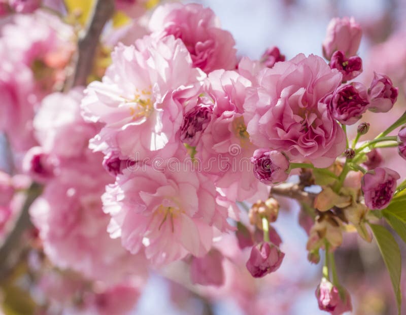 Fin vers le haut de belles fleurs de cerisier roses de floraison parfaites de Sakura ou de branche d'arbre japonaise de fleur de images stock Fin vers le haut de belles fleurs de cerisier roses de floraison parfaites de Sakura ou de branche d'arbre japonaise de fleur de images stock