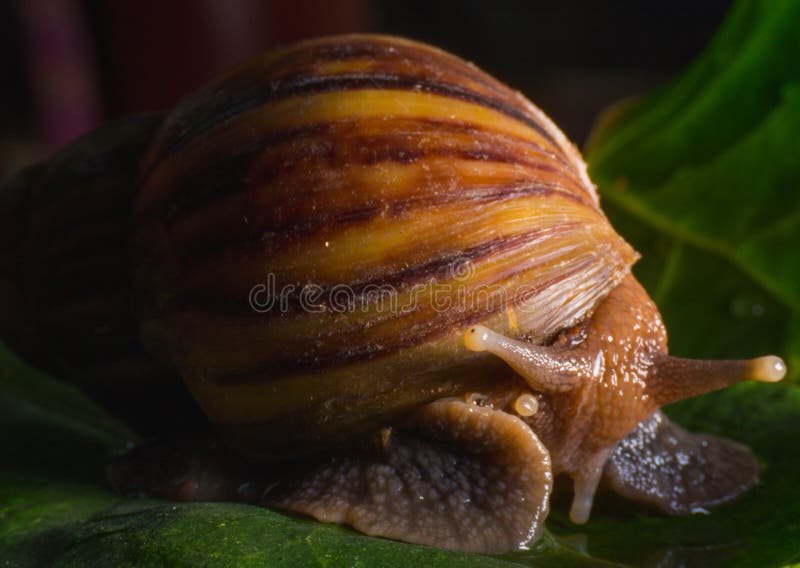 Fin vers le haut de l'escargot marchant sur les feuilles photographie stock Fin vers le haut de l'escargot marchant sur les feuilles photographie stock