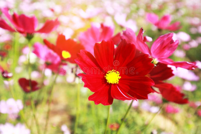 Fin Vers Le Haut De La Fleur Rouge De Cosmos La Floraison En Fleurs Du  Jardin Situé à L'arrière De La Belle Pour Joyeuse Saint-val Photo stock -  Image du jour, épanouissement: