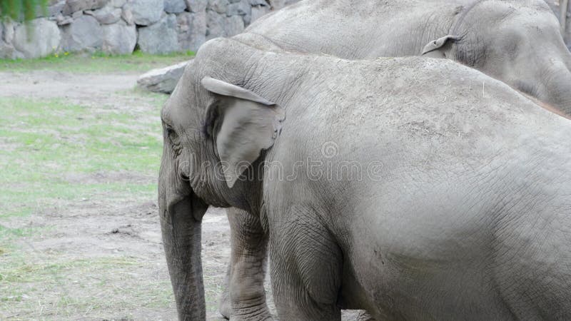 Fin vers le haut de la vue de deux éléphants mignons dans la volière du zoo. banque de vidéos