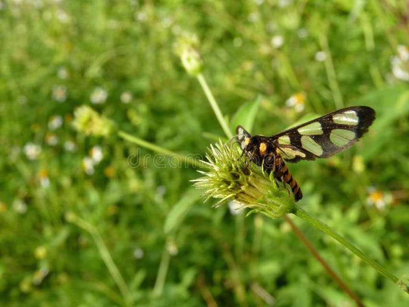 Close up shot of Wasp Moths on a flower at Taipei, Taiwan. Close up shot of Wasp Moths on a flower at Taipei, Taiwan