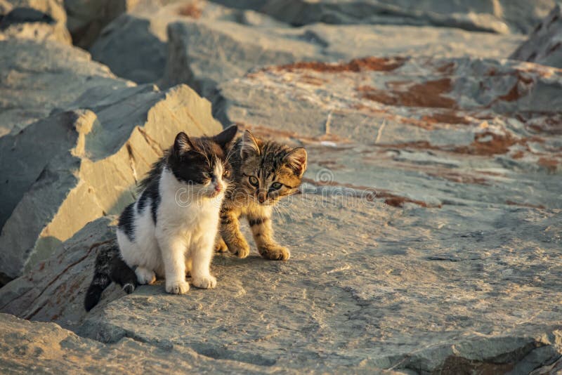 Fin vers le haut des chats mignons d'amis photos libres de droits Fin vers le haut des chats mignons d'amis photos libres de droits