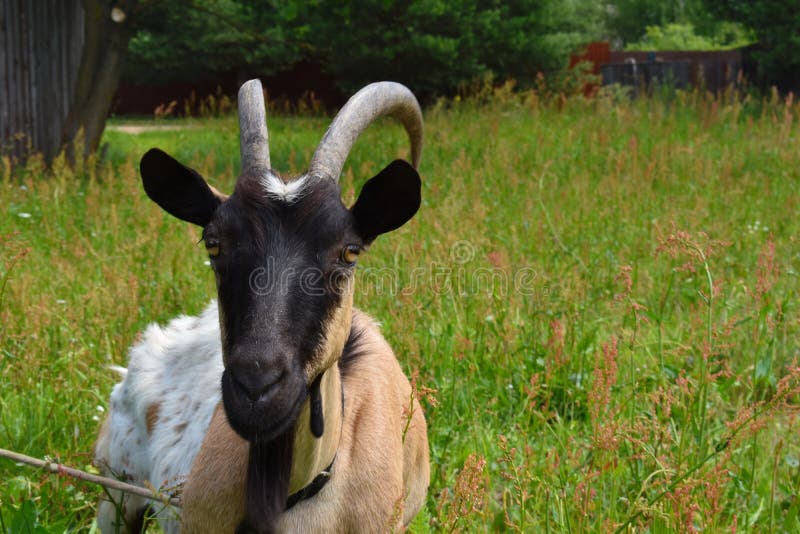 Fin à la maison de chèvre Tête d'une chèvre avec des klaxons photographie stock Fin à la maison de chèvre Tête d'une chèvre avec des klaxons photographie stock