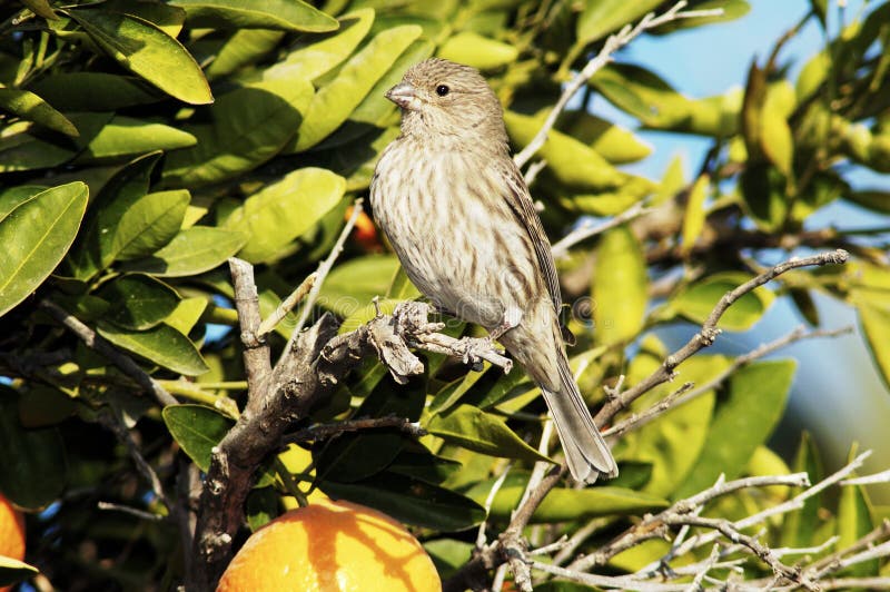 Finch 1