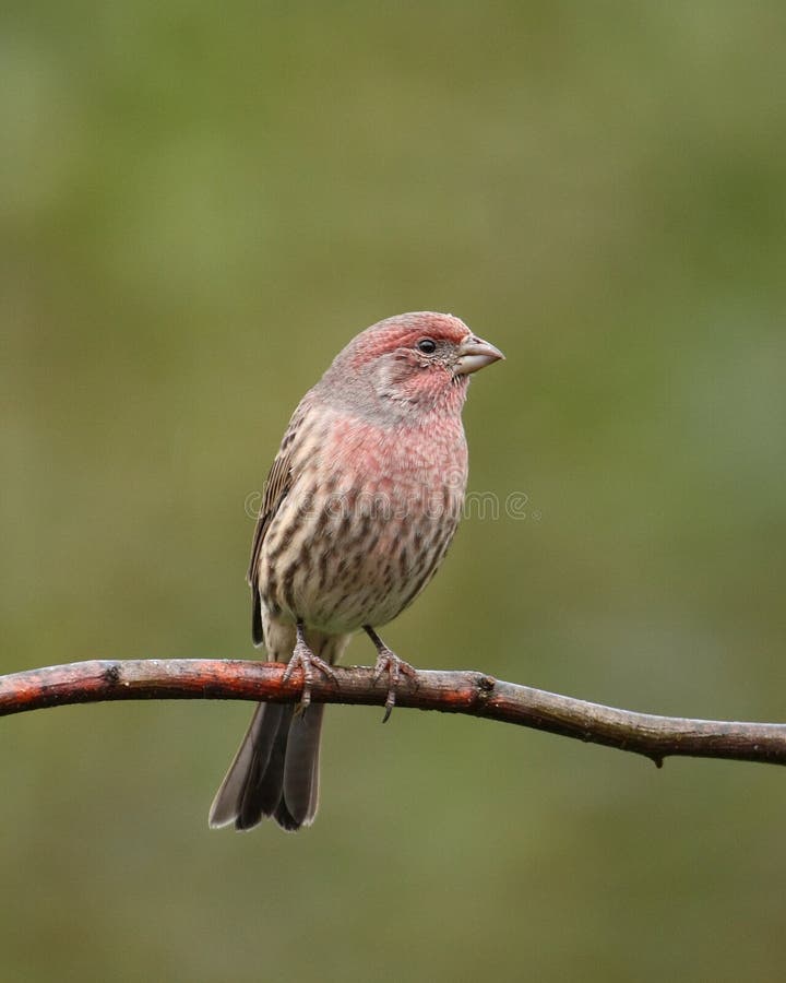 finch αρσενικό σπιτιών στοκ φωτογραφία με δικαίωμα ελεύθερης χρήσης finch αρσενικό σπιτιών στοκ φωτογραφία με δικαίωμα ελεύθερης χρήσης