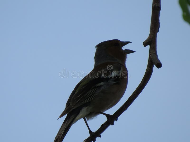 Finch εσκαρφάλωσε σε έναν κλάδο με τους Μπους και τα λουλούδια στο υπόβαθρο στοκ εικόνα Finch εσκαρφάλωσε σε έναν κλάδο με τους Μπους και τα λουλούδια στο υπόβαθρο στοκ εικόνα