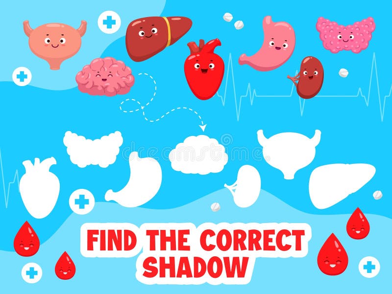 Find the correct shadow of body organ characters