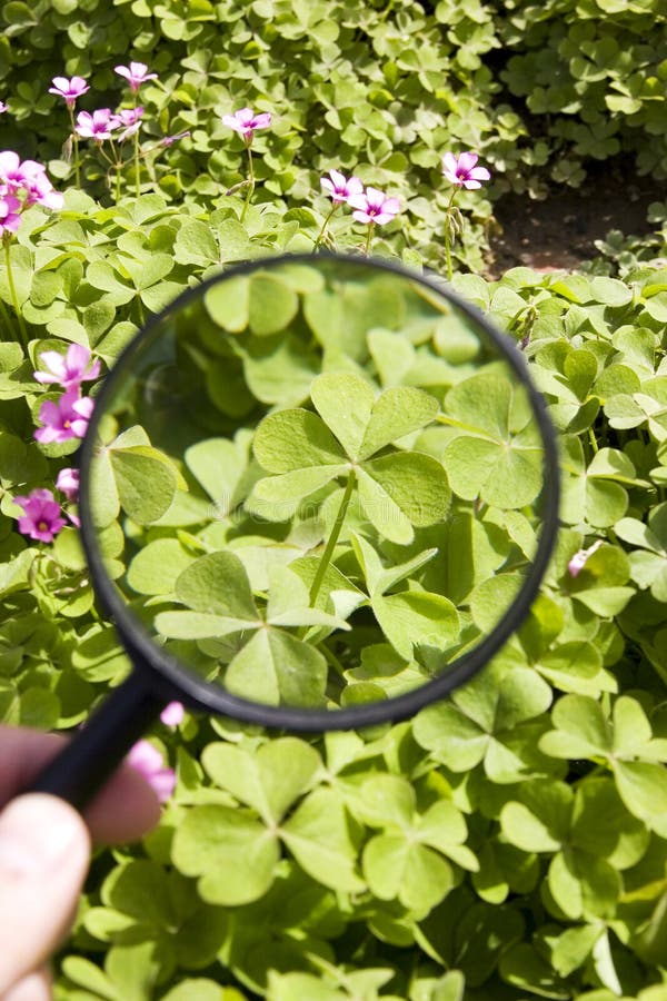 Finden Sie einen glücklichen Klee stockbilder Finden Sie einen glücklichen Klee stockbilder