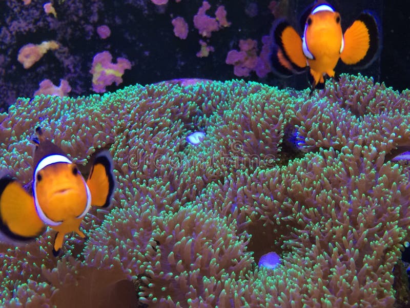 Finding Nemo On A Real Fish Tank Stock Image - Image of ...