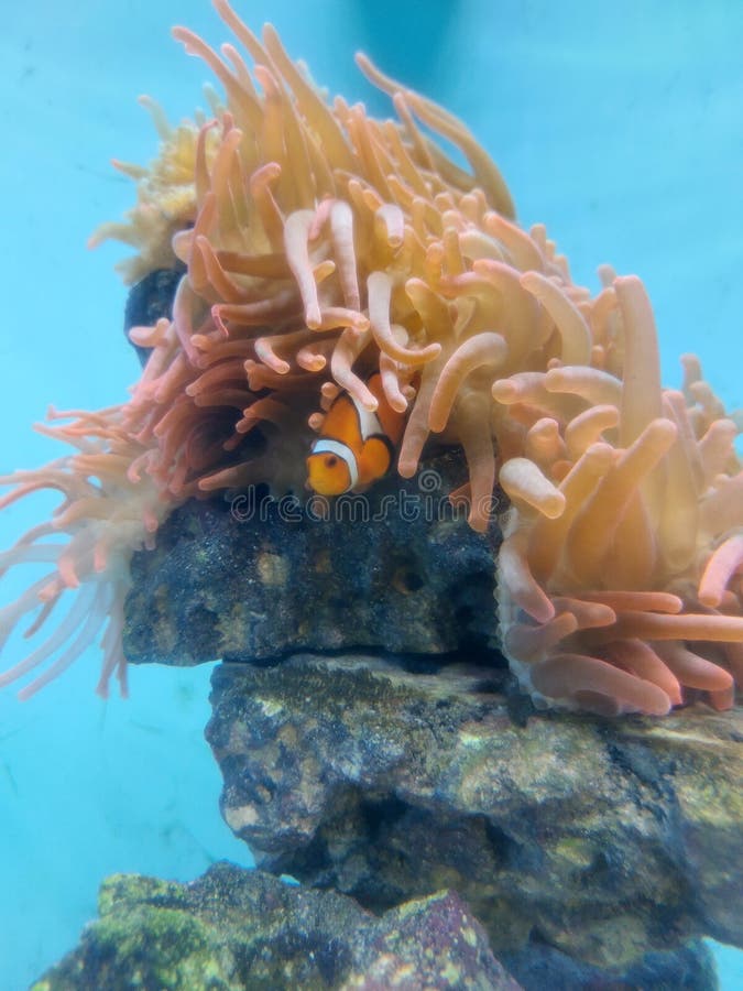 Finding nemo in real life stock image. Image of jellyfish 255533669