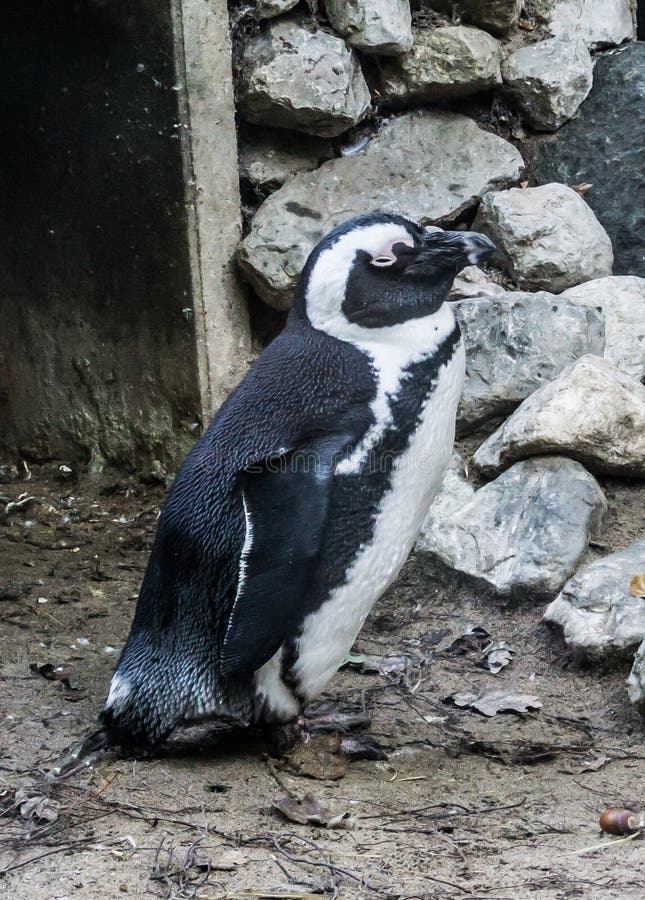 Fine animale del ritratto del piccolo pinguino blu nano su immagini stock Fine animale del ritratto del piccolo pinguino blu nano su immagini stock