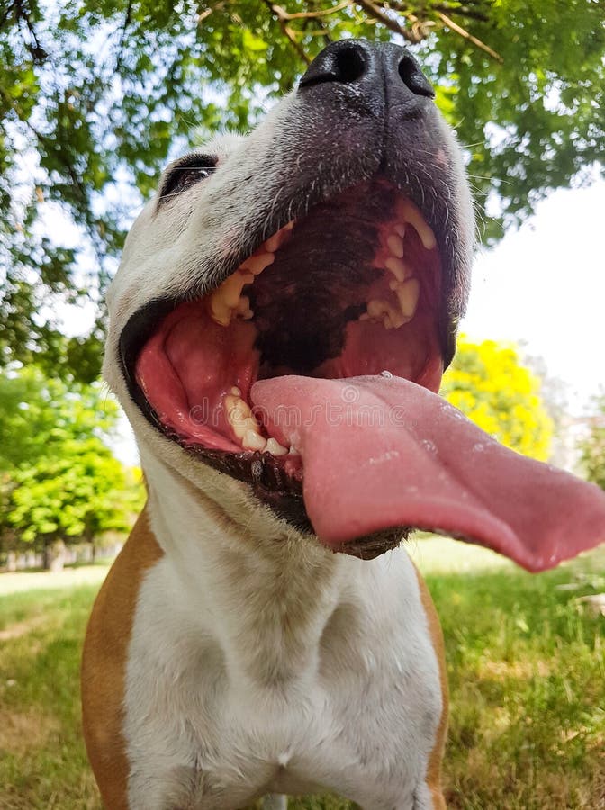 Fine Della Bocca Dei Cani Su Fotografia Stock Immagine di naso