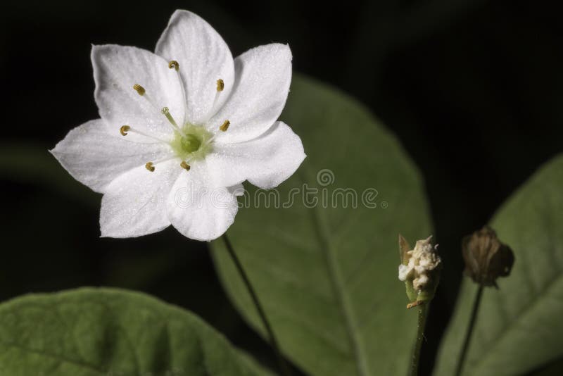 Fine artica di Starflower su immagini stock libere da diritti