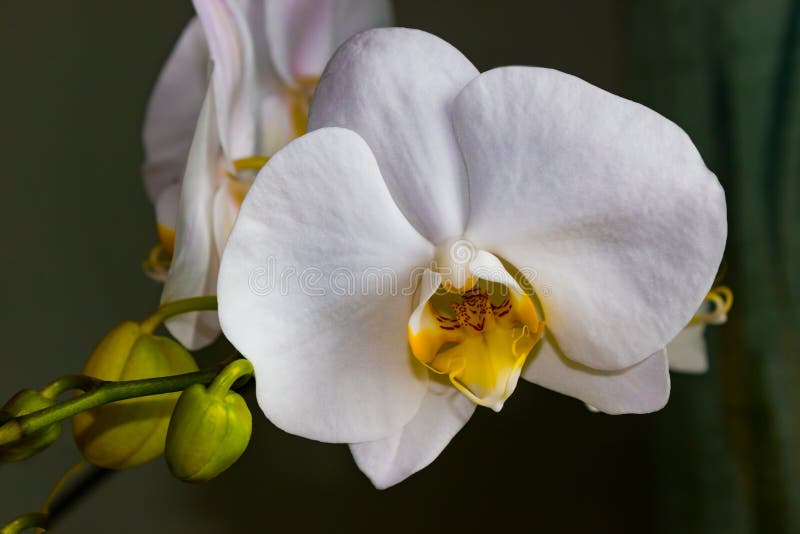 Fine bianca di phalaenopsis dell'orchidea del bello fiore su fotografia stock libera da diritti Fine bianca di phalaenopsis dell'orchidea del bello fiore su fotografia stock libera da diritti