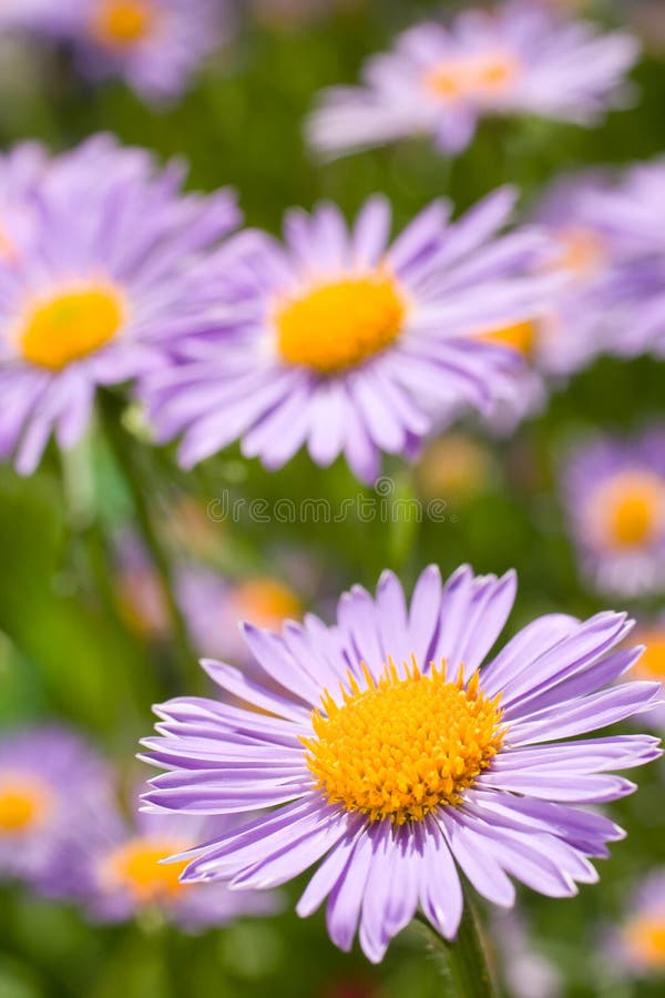 Fine blue flowers