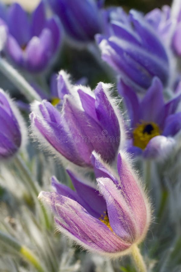 Fine blue flowers