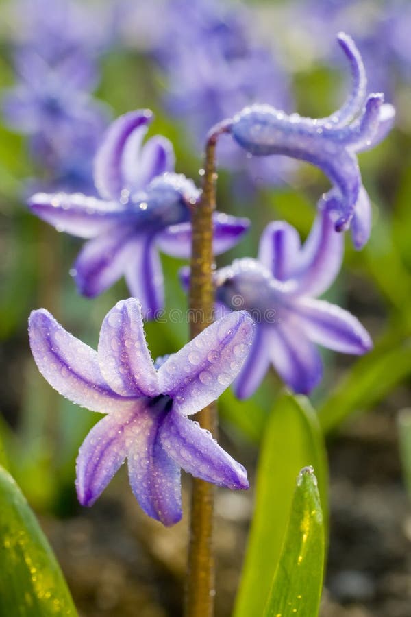 Fine blue flowers