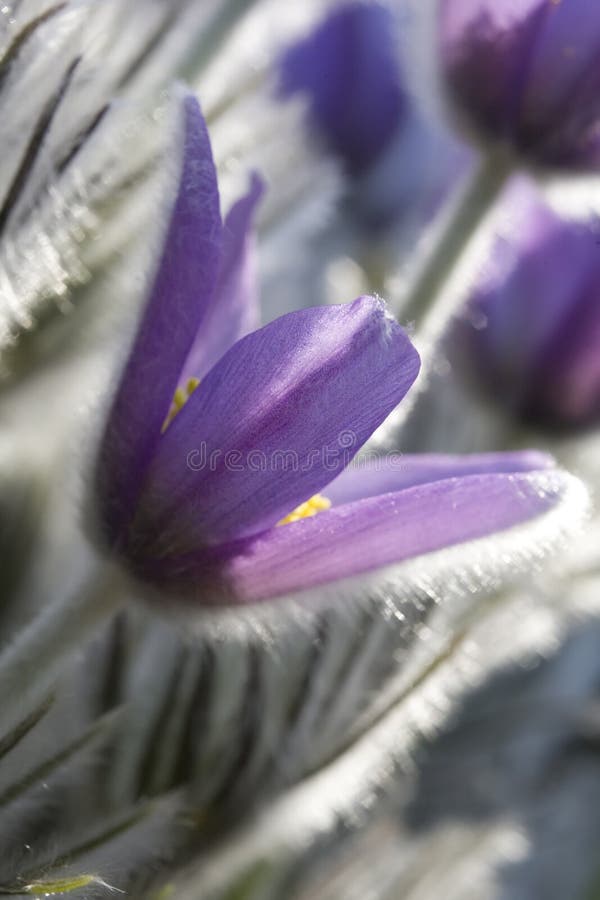 Fine blue flowers